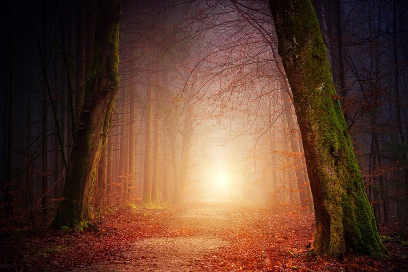 Woodland Clearing